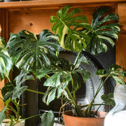 Swiss Cheese Plant Seeds - Tropical Ornamental Houseplant Seeds for Planting