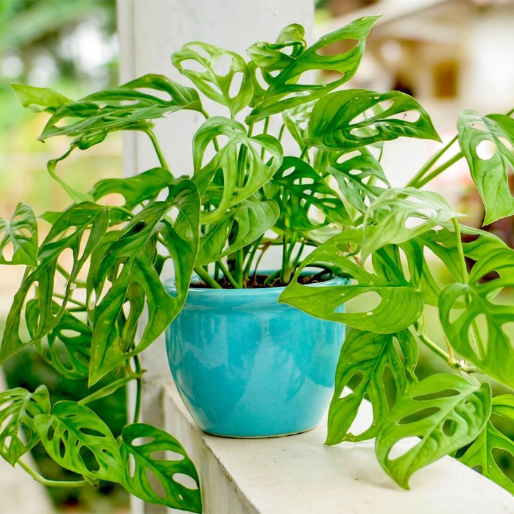 Swiss Cheese Vine Seeds - Tropical Ornamental Houseplant Seeds for Planting