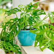 Swiss Cheese Vine Seeds - Tropical Ornamental Houseplant Seeds for Planting