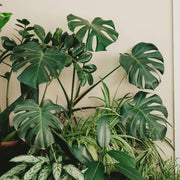 Swiss Cheese Vine Seeds - Tropical Ornamental Houseplant Seeds for Planting