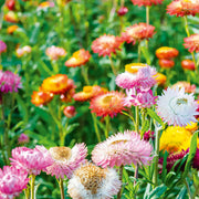 Strawflower Seeds – Xerochrysum bracteatum