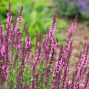 Sylvestris Rose Queen Salvia Seeds