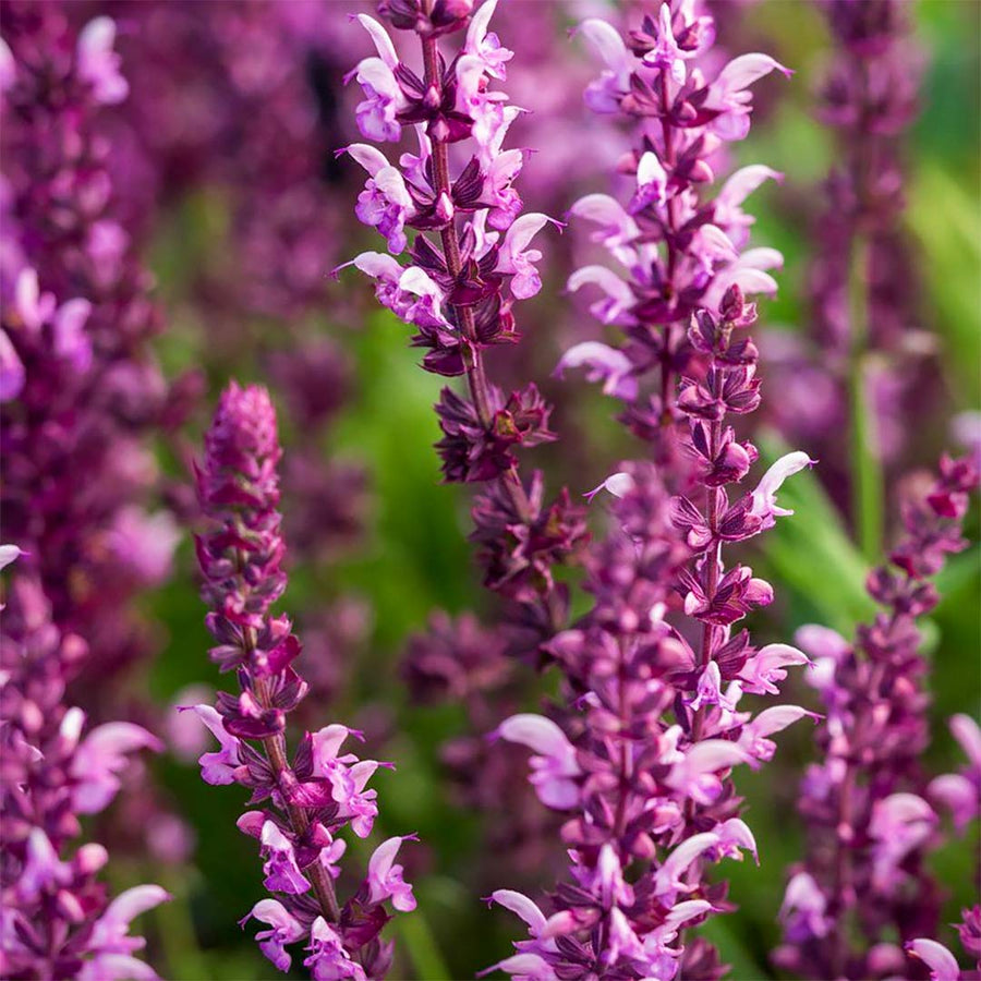 Sylvestris Rose Queen Salvia Seeds