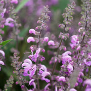 Sylvestris Rose Queen Salvia Seeds