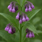 Symphytum Officinale Seeds - Herbal Plant