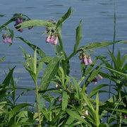 Symphytum Officinale Seeds - Herbal Seeds