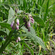 Symphytum Officinale Seeds - Herbal Seeds