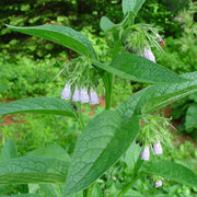 Symphytum Officinale Seeds - Herbal Seeds