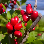 Berry Seeds