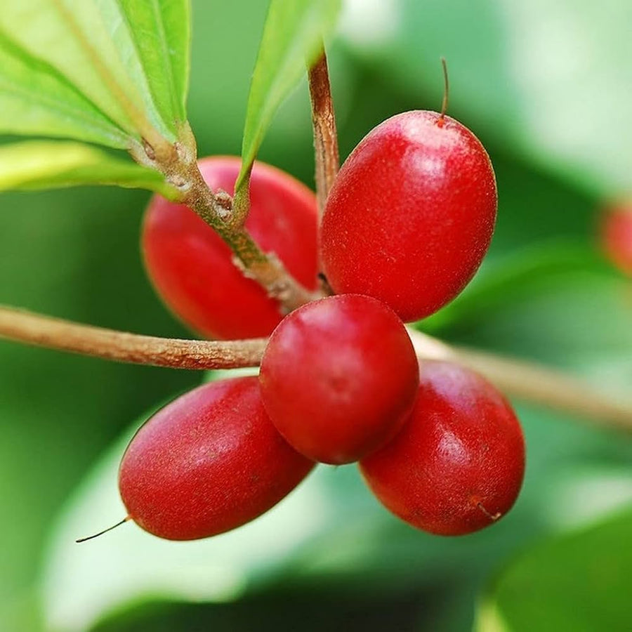 Berry Seeds