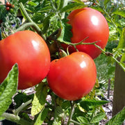 Cosmonaut Volkov Tomato Seeds