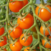 Sungold Tomato Seeds