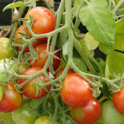 Red Tumbler Tomato Seeds