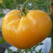 Light Yellow Giant Tomato Seeds