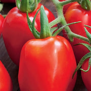 Roma VF Tomato Seeds