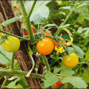 Sun Gold Cherry Tomato Seeds