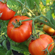Mountain Tomato Seeds