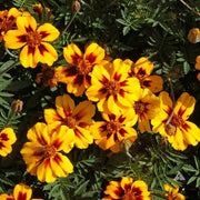 Marigold Naughty Marietta Seeds