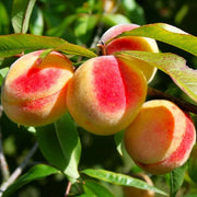 Nemaguard Peach Seeds