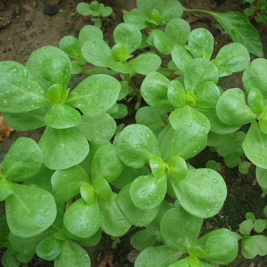 Golden Purslane Seeds