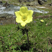 Yellow Pulsatilla Anemone Seeds