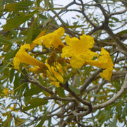 Caraiba Tabebuia Seeds