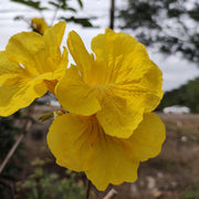 Caraiba Tabebuia Seeds