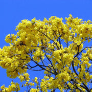 Tabebuia Seeds - All In One For Home Gardens