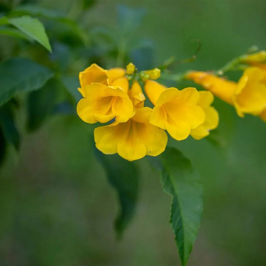 Caraiba Tabebuia Seeds
