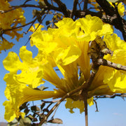 Caraiba Tabebuia Seeds