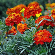 Rich Velvety Mahogany Marigold Seeds