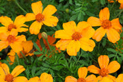 French Disco Orange Marigold Seeds