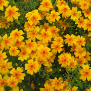 Edible Signet Marigold Seeds