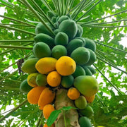 Taiwan Red Lady Papaya Seeds - Fruit Plant