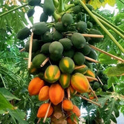Taiwan Red Lady Papaya Seeds - Fruit Plant
