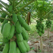 Taiwan Red Lady Papaya Seeds - Fruit Plant