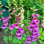 Tall Foxglove Seeds