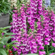 Tall Foxglove Seeds