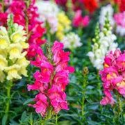 Snapdragon Seeds, Antirrhinum majus Flower Seeds
