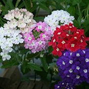 Verbena Bonariensis Seeds – Verbena bonariensis