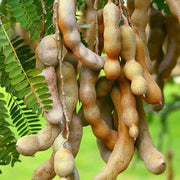 Orchid Tamarind Seeds