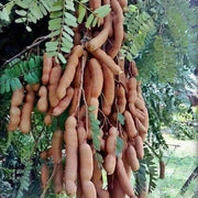 Orchid Tamarind Seeds