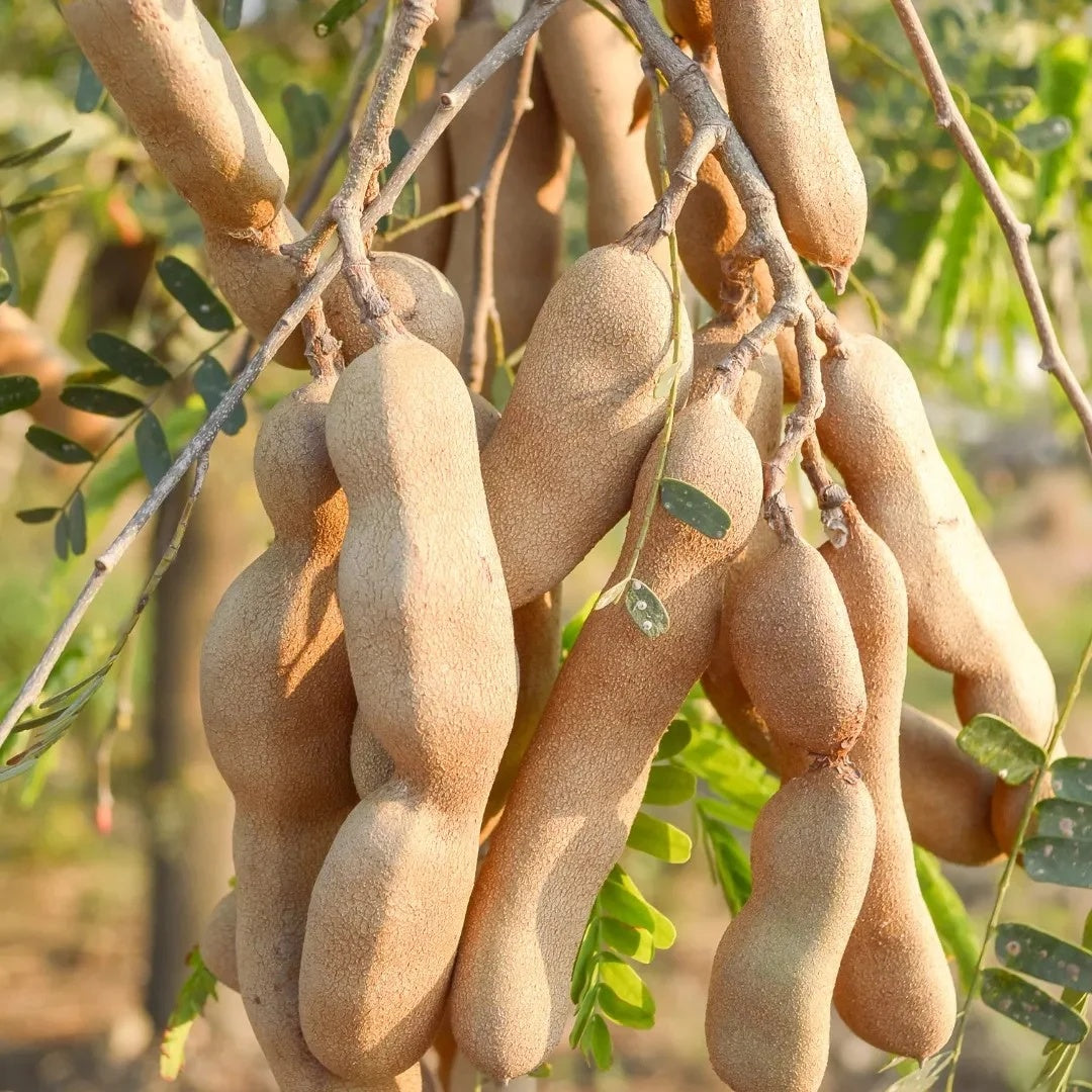 Brown Tamarind Seeds