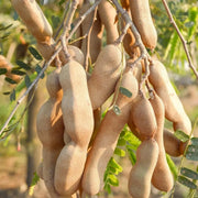 Brown Tamarind Seeds