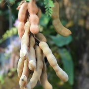 Orchid Tamarind Seeds