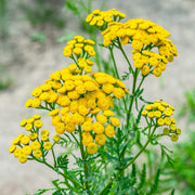 Tansy Seeds - For Home Gardens Seeds