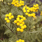 Tansy Seeds - For Home Gardens Seeds