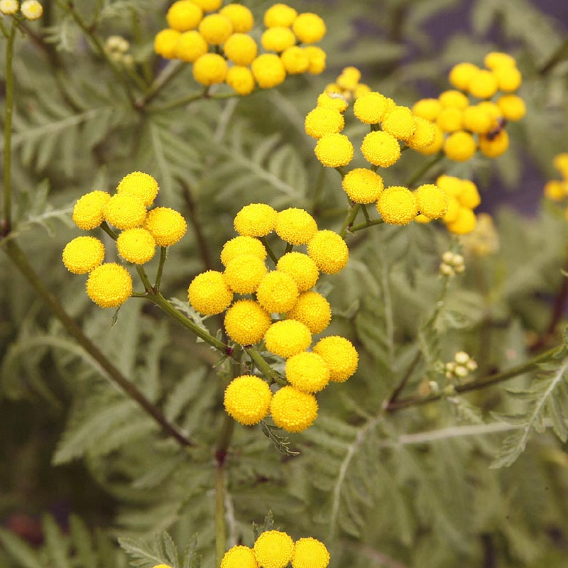 Tansy Seeds - For Home Gardens Seeds