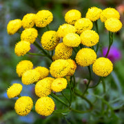 Tansy Seeds - For Home Gardens Seeds