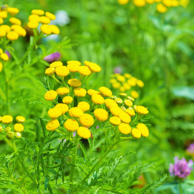 Tanacetum Vulgare Tansy Seeds